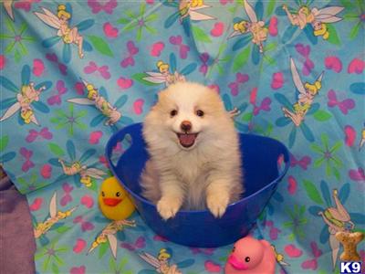 Pomeranian Puppies in FL